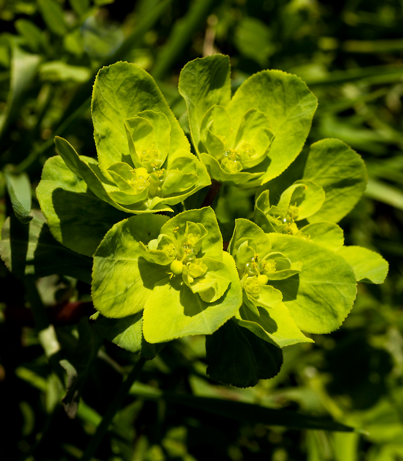 TONALIT DI VERDE 1