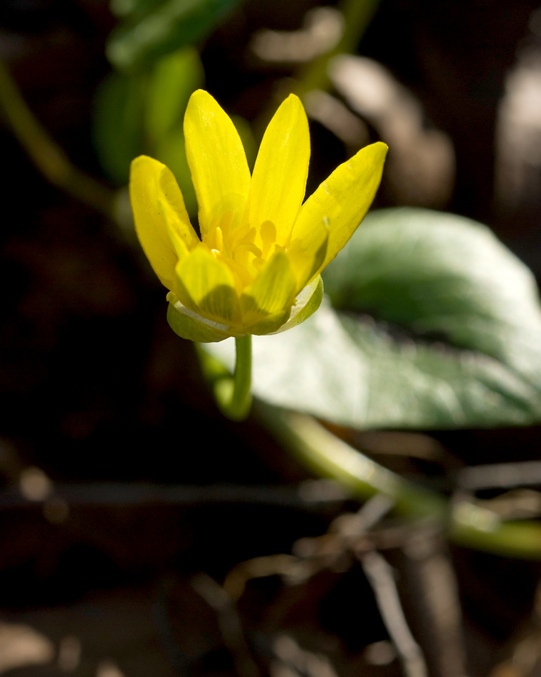 fIORELLINO GIALLO