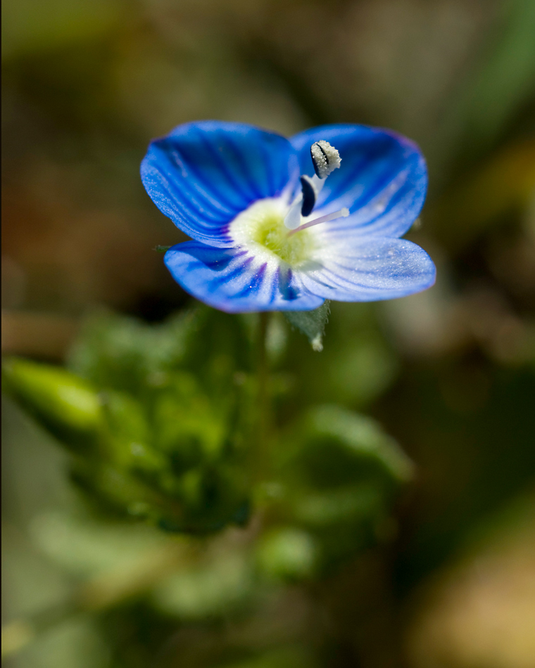 FIORELLINO AZZURRO