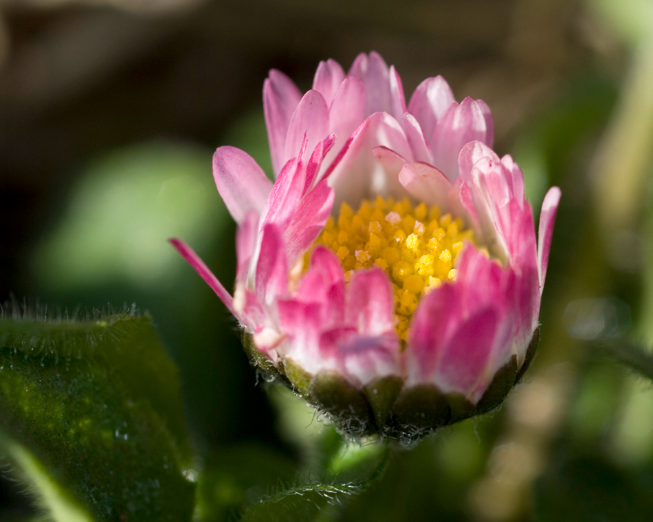 MARGHERITA NEONATA