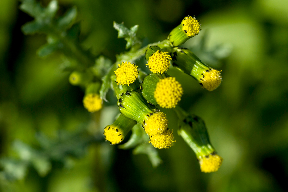 BOCCIOLI