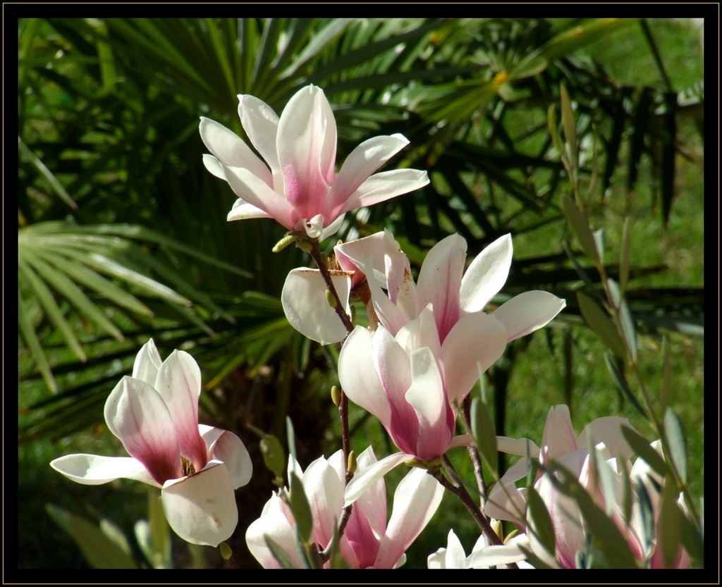 fiori al sole