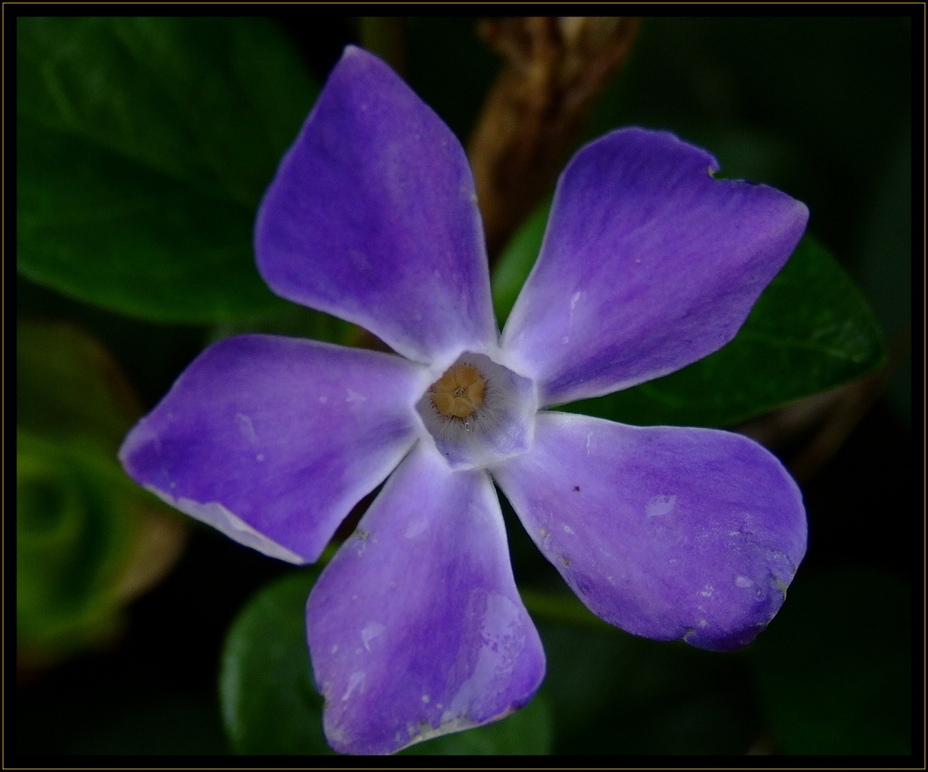 color viola