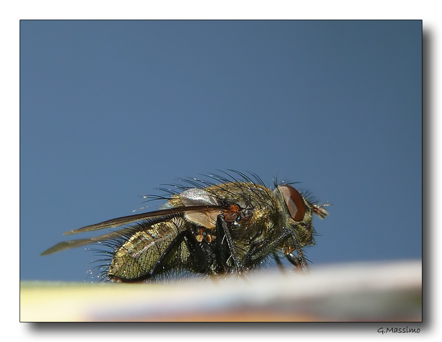 Mosca