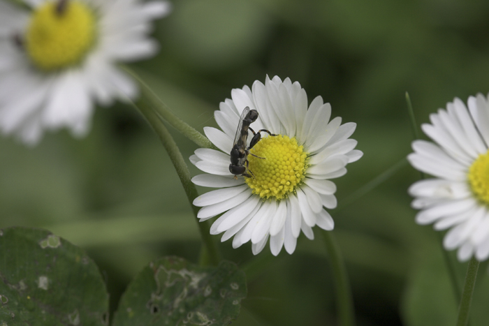 macro2