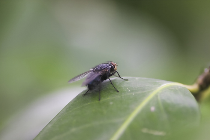 macro3