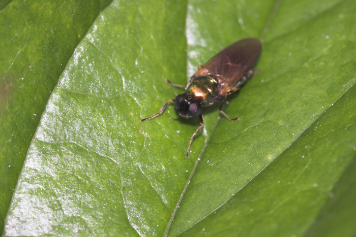 macro4