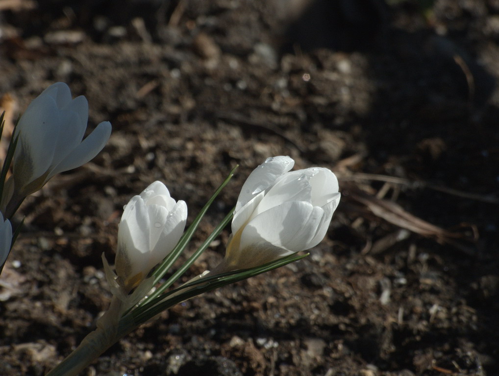 Primavera 2008