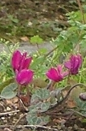 crop1