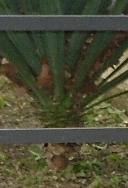 crop2