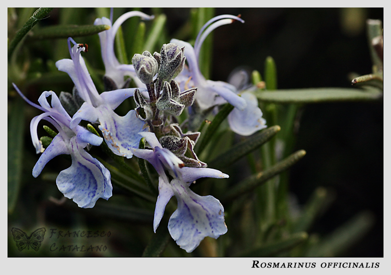 Rosmarinus Officinalis