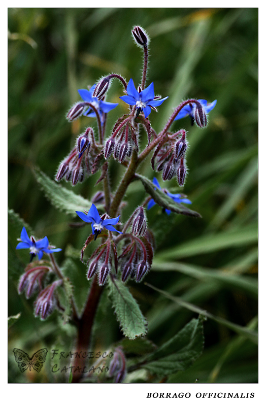 Borrago Officinalis #1