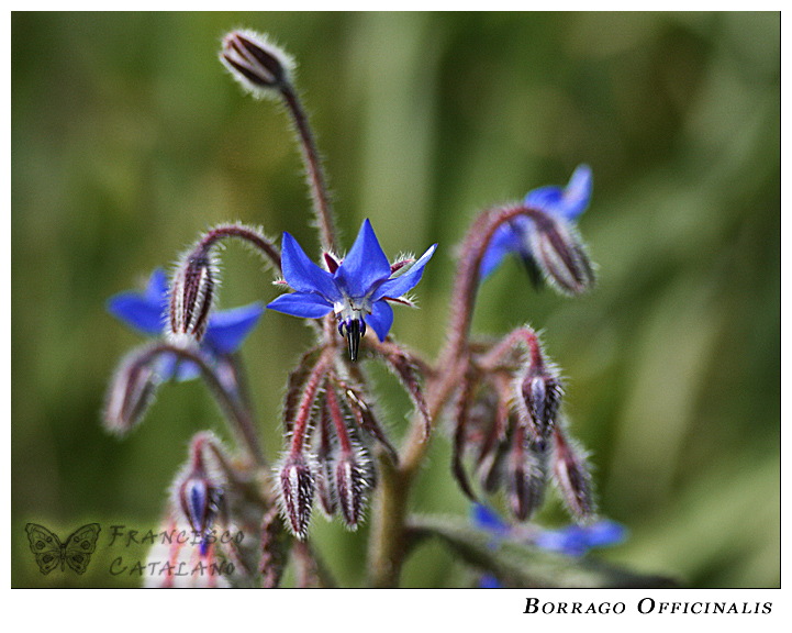 Borrago Officinalis #2