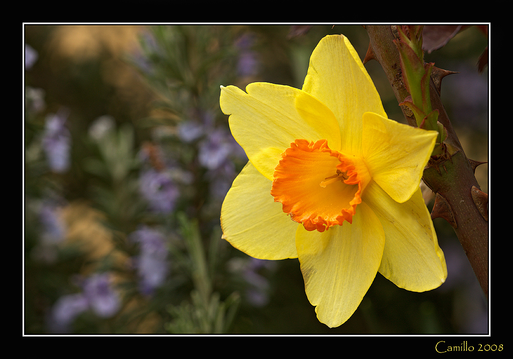 Narciso