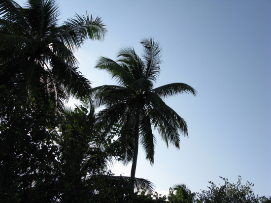 MALDIVE