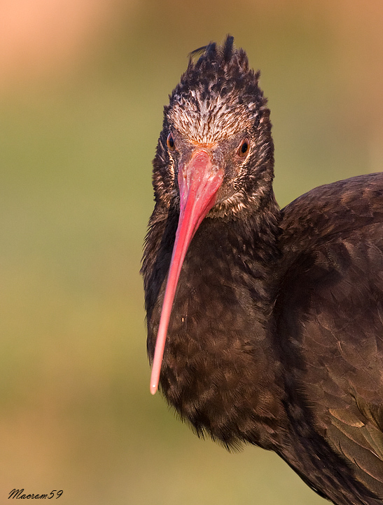 Ibis...il ritratto