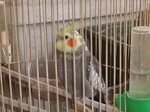 il mio pepito