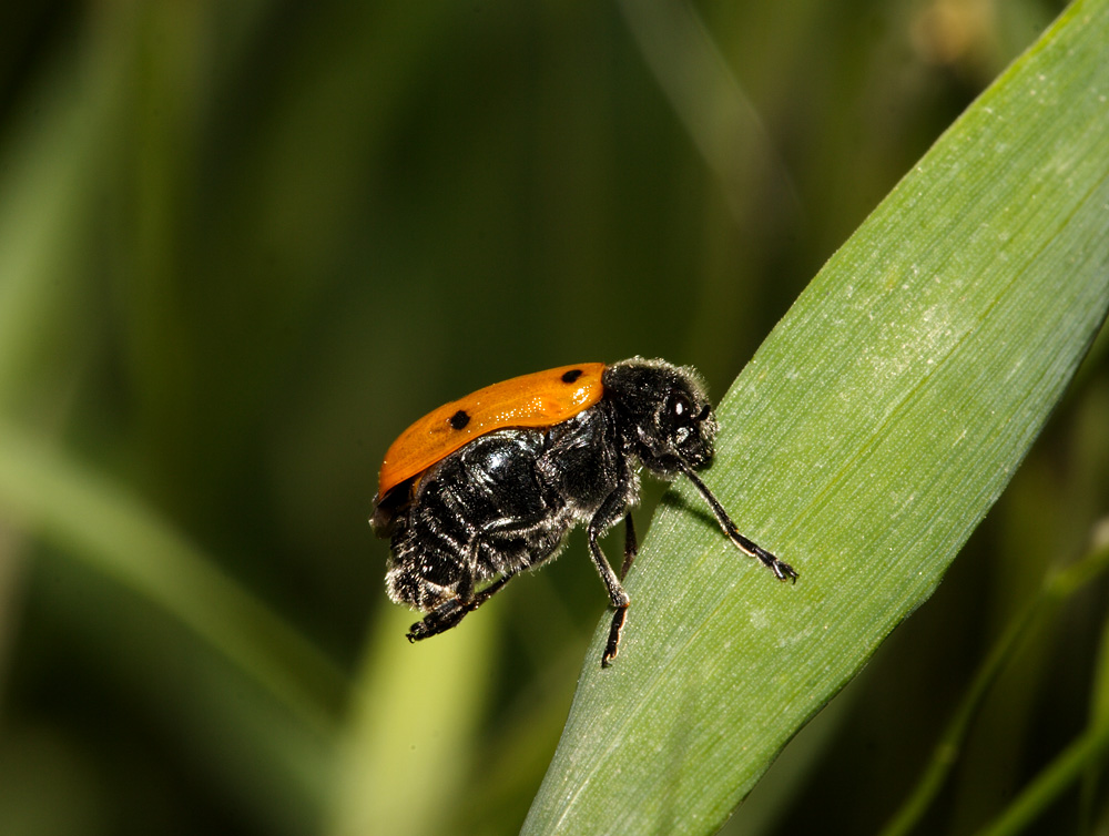 coccinella arancione
