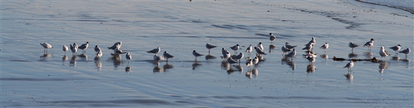 Convivium