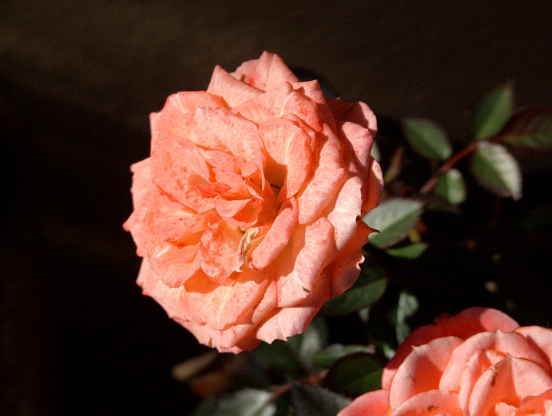 Roselline