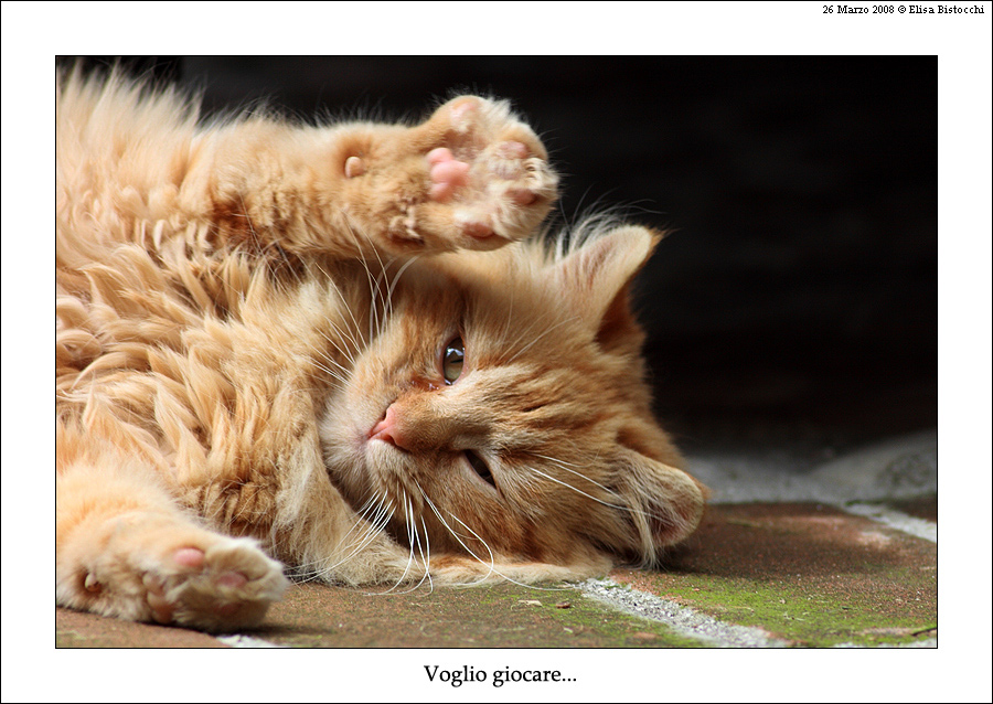 Ho voglia di giocare...