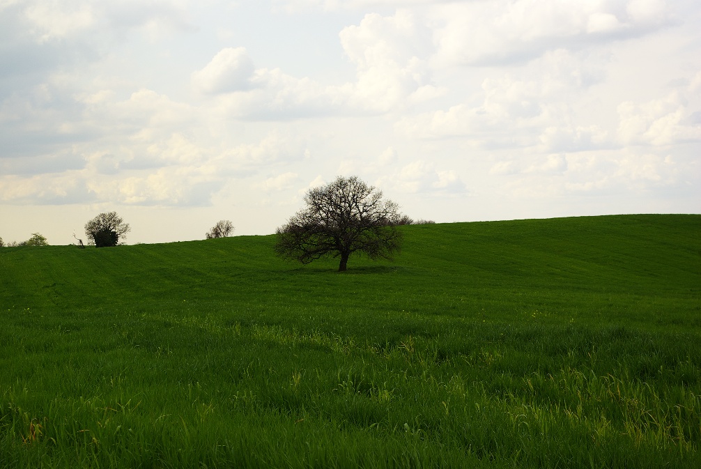 Che albero!