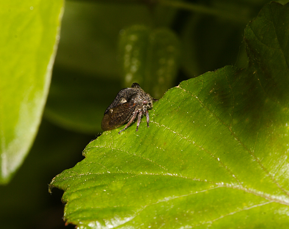 cavalletta