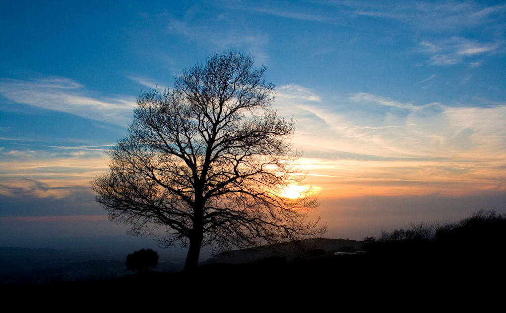 tramonto inalberato