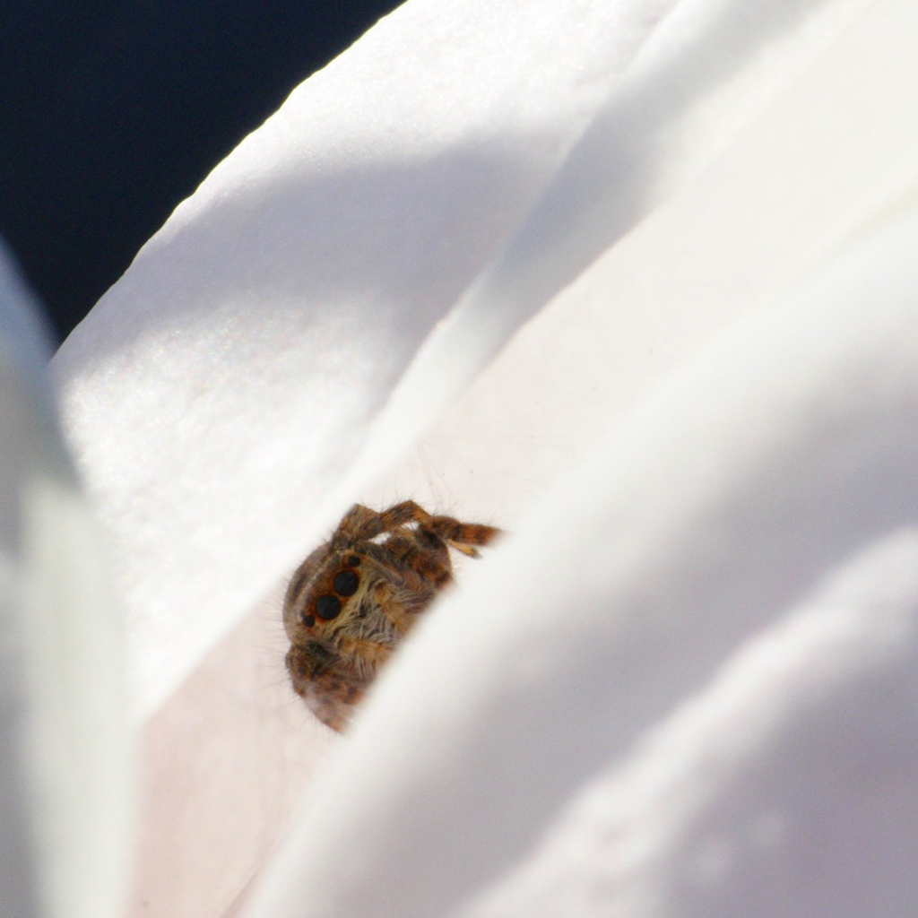 ragno dentro il fiore e col sole