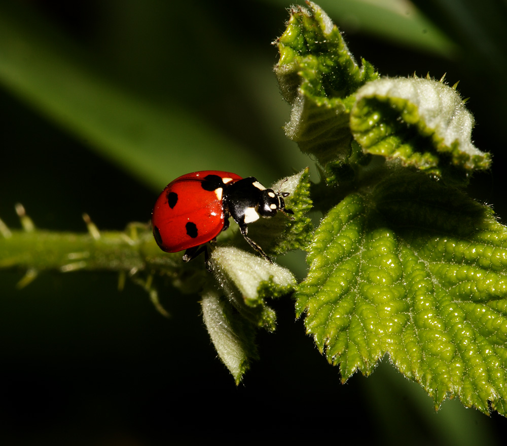 ladybird beetle