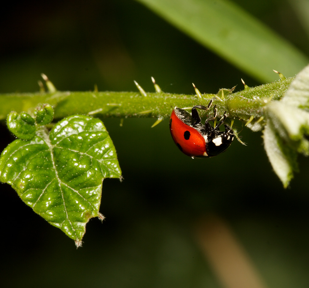 Ladybird beetle...equilibrista