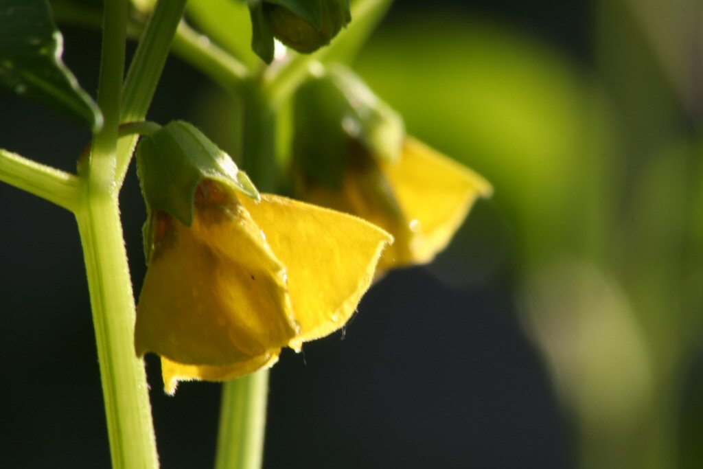 tomatillo