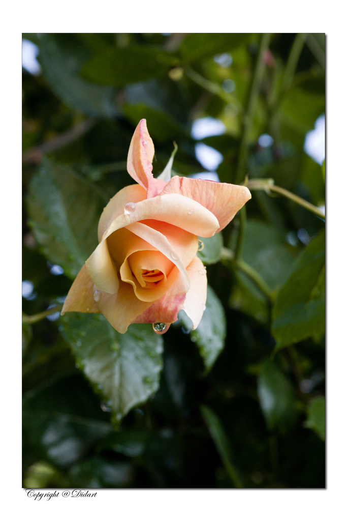 Rosa dopo la tempesta...