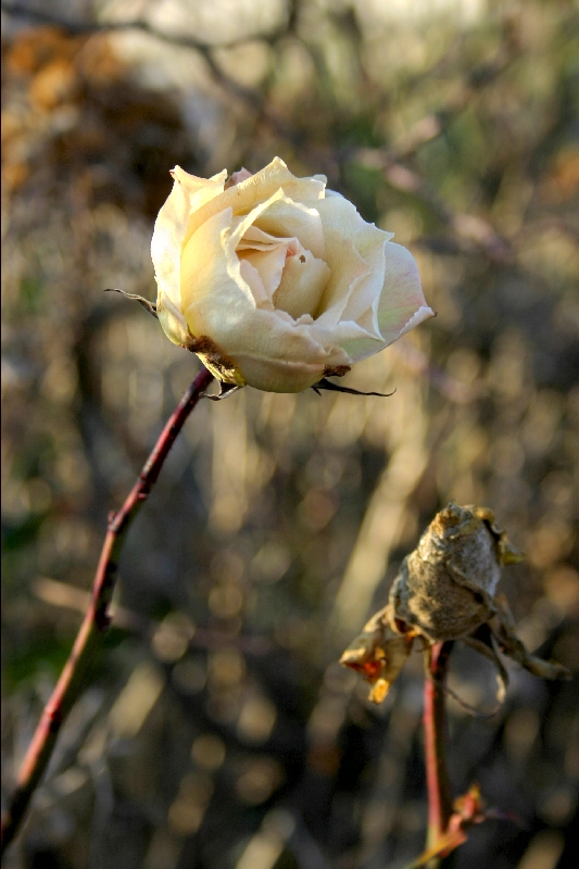 Rosa