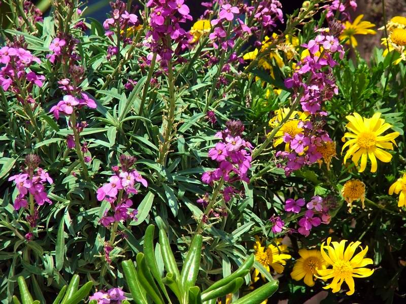 fiori
