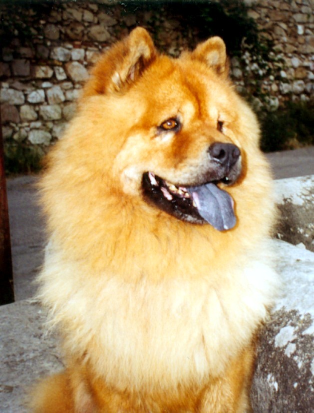 Ciuccio