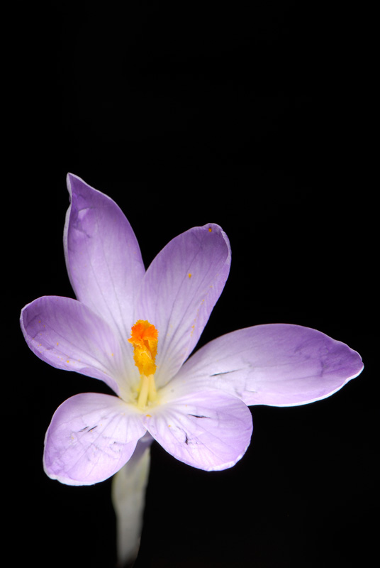fiore_2