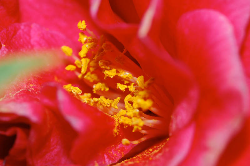giallo e rosso