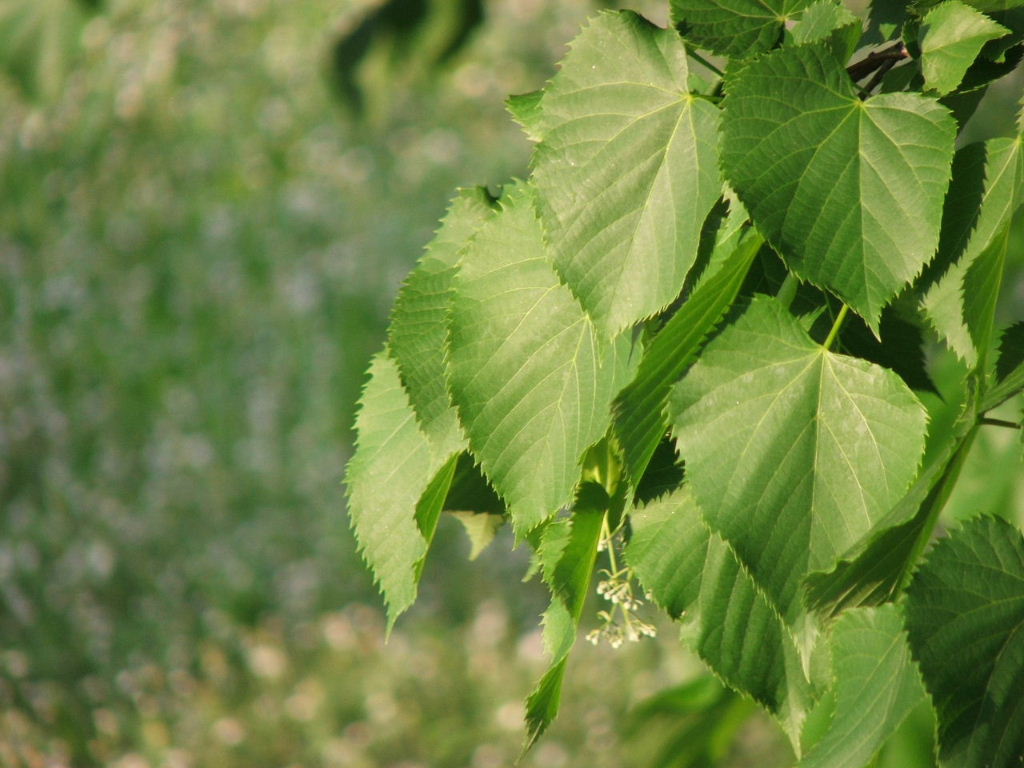 Primavera