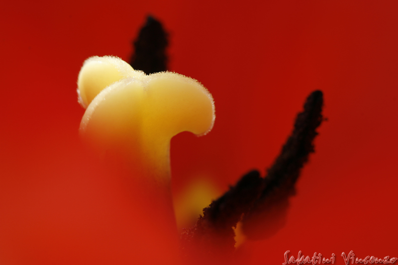 rosso vivo