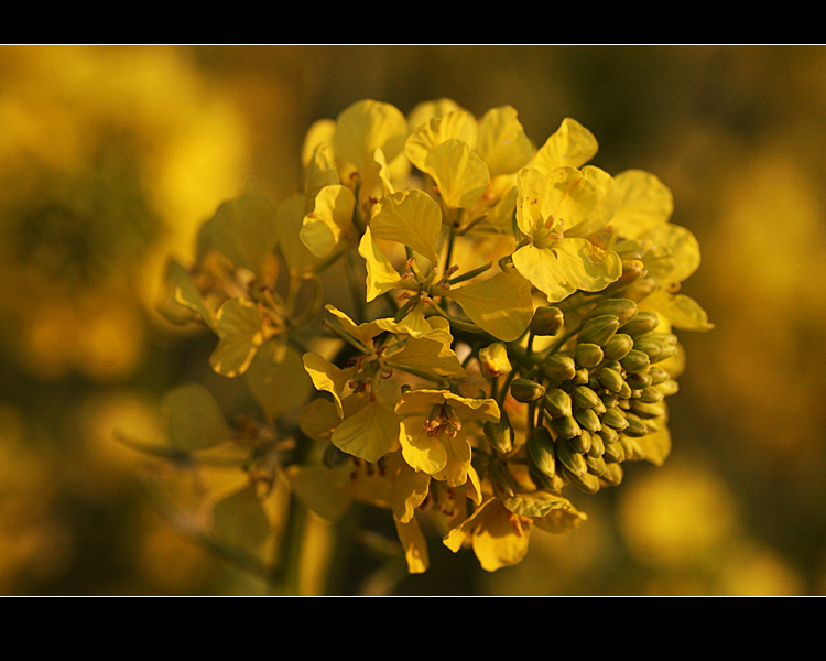 Giallo ricorsivo #1