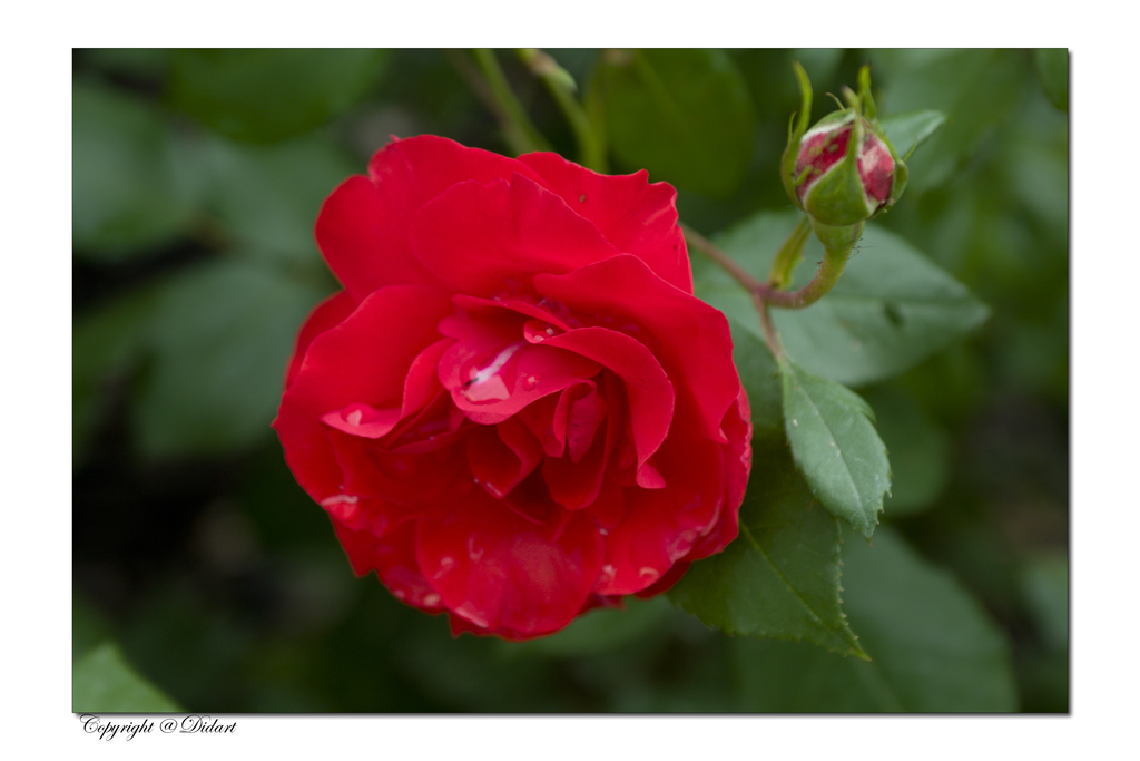 Rosa triste..