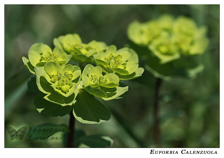 Euforbia