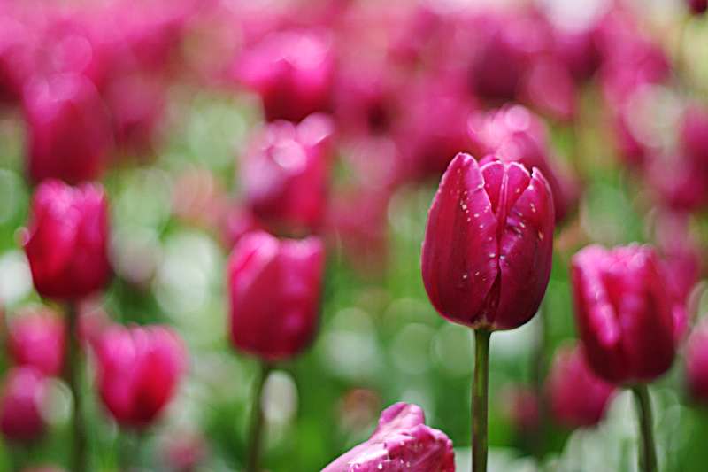 deep purple