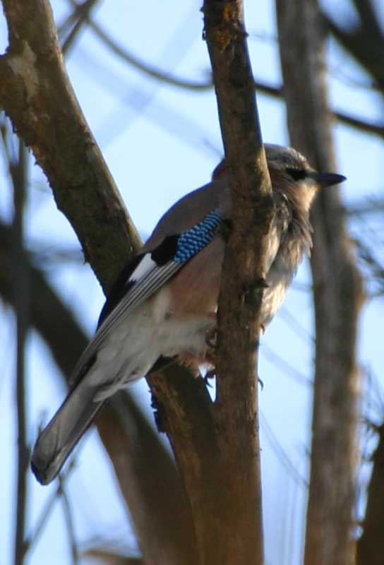 nocciolaia