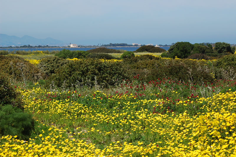 Mothia:  primavera