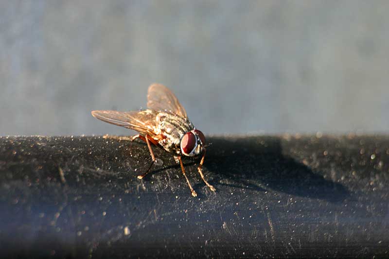 the fly