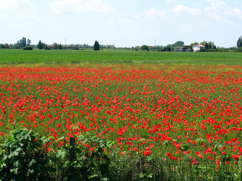 Papaveri