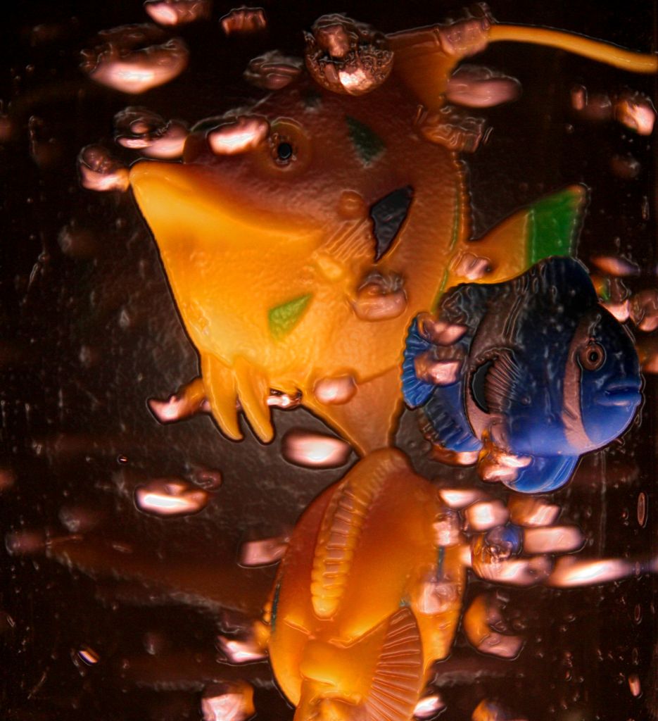 dal mio acquario...