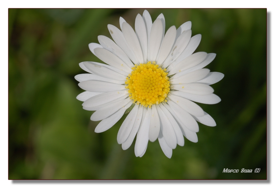 Margherita